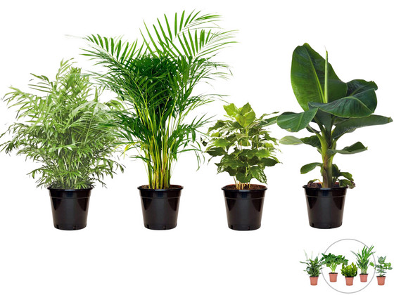 4x Perfect Plant Exotische Kamerplant | Mix