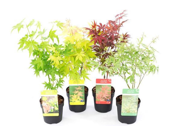 4x Perfect Plant Japanse Esdoorn