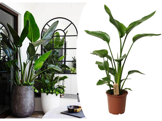 XL Paradijsvogelplant | 100 - 120 cm