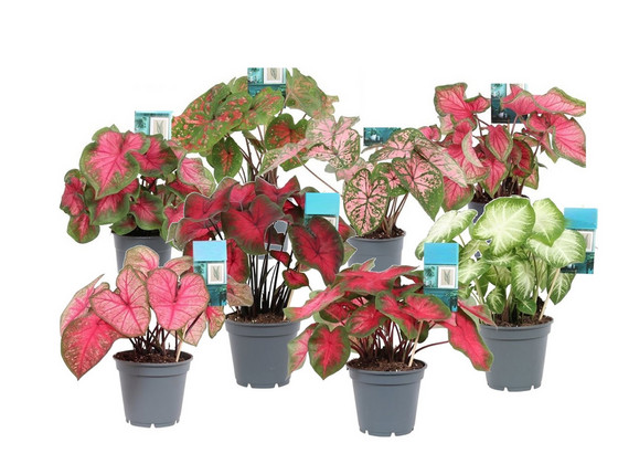 Mix van 3 Caladium Kamerplanten