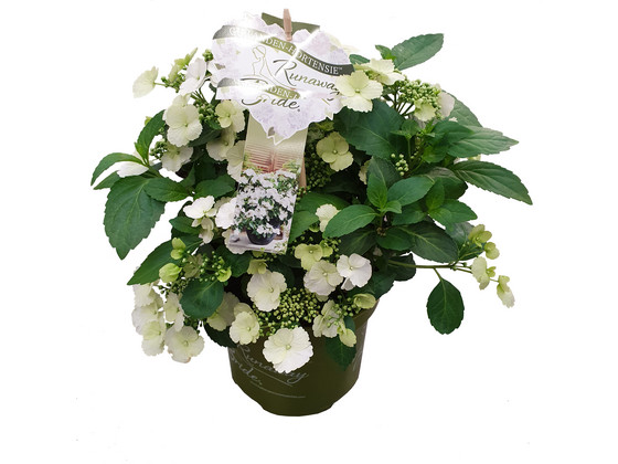 Hortensia Runaway Bride | 40-50 cm