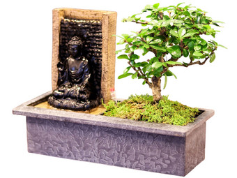 Bonsai met Waterval Buddha | 30 - 35 cm