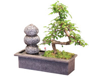 Bonsai mit Wasserfall | Zenn-Steine | 30–35 cm