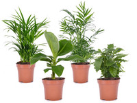 4 Exotische Pflanzen | 25–40 cm