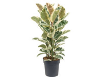 XL Ficus ‘Tineke’ | 80 - 100 cm