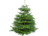 Echte Nordmann Kerstboom | 120-145 cm Wk 48