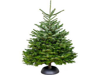 Het eens zijn met Lengtegraad Ver weg Echte Nordmann Kerstboom | 120-145 cm Wk 49 - Internet's Best Online Offer  Daily - iBOOD.com