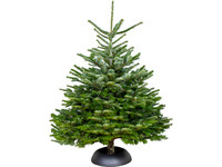 Echte Nordmann Kerstboom | 120-145 cm Wk 49