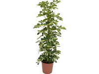 Vingerplant 'Schefflera' | 90 - 100 cm