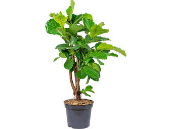 Tabaksplant Vertakt Ficus Lyrata 160-170 cm