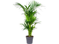 Kentia Palm 180 cm