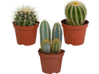 3x Cactus Mix 10-20 cm