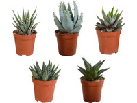 5x Vetplant & Cactus Mix 5-10 cm