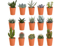 15x Vetplant Cactus Mix met Pot