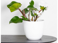 Philodendron 'White Knight' | 30–40 cm