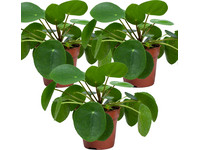3x Pannekoekenplant 10 – 15 cm
