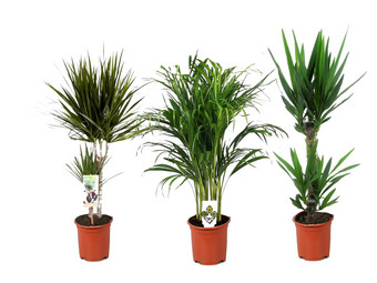 3x XL-Zimmerpflanzen | 60– 80 cm (gemessen inkl. Topf)