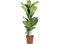 XL Ficus Lyrata Vioolbladplant 90-110 cm