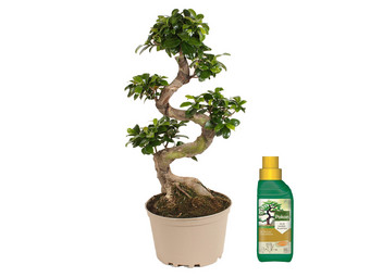 Ficus Ginseng | XL | mit s-förmigem Stamm | 60–80 cm