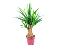 Palmlilie Yucca | 60 cm