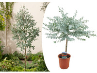 Eucalyptus Gunnii op Stam | 55-65 cm