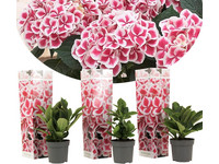 3x Hortensia Bicolor - Roze/wit | 10-15 cm