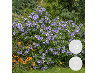 3x Hibiscus Blue Chiffon | 20-25 cm