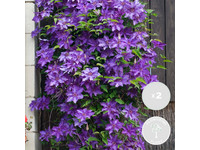 2x Clematis 'The President' | 60–70 cm