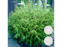 2x Bambus | 30–40 cm