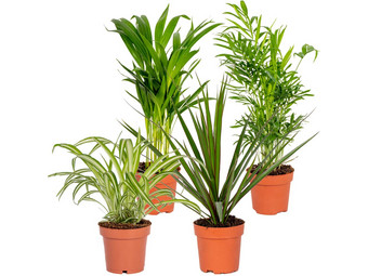 4 Luftreinigende Zimmerpflanzen | 20–40 cm