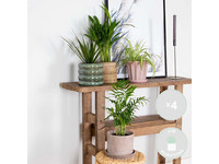 4x Luftreinigende Zimmerpflanze | 20–40 cm