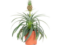 Ananaspflanze | Anti-Schnarch-Pflanze | 30–35 cm