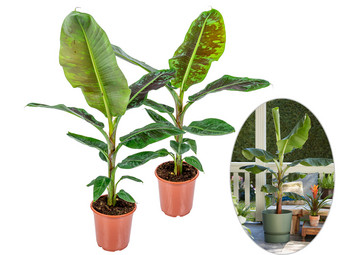2x Musa Bananenplant | 60-80 cm