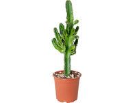 Cowboycactus Euphorbia | 50 - 60 cm