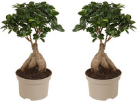 2x Bonsai Ficus Ginseng | 30 - 40 cm