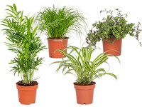 4x Huisdiervriendelijke kamerplanten 15-45 cm