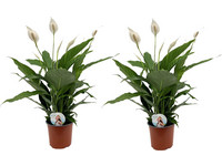 2x Lepelplant "Spathiphyllum" | 60 - 75 cm