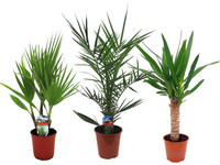 3x Indoor Palm Mix | 50 - 70 cm
