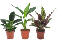 3 Zimmerpflanzen | grün | 25–40 cm