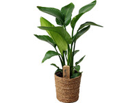 Baumstrelitzie mit Korb | 55–70 cm