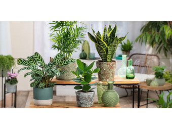 Planten