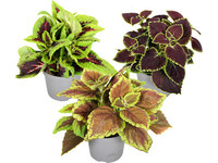 3x Siernetel "Coleus Mix" | 25 - 40 cm