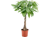 Glückskastanie (Pachira aquatica) | 60–70 cm
