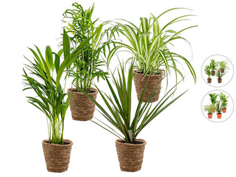 4 Luftreinigende Zimmerpflanzen mit Korbtöpfen | 20–40 cm