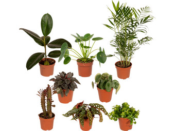 Pflanzen Überraschungsbox  15 – 25 cm | 8 Stück