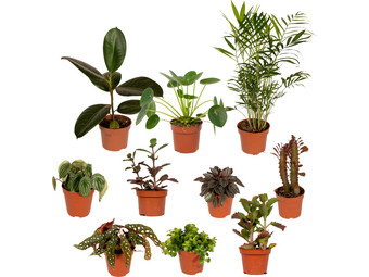Pflanzen Überraschungsbox  15 – 25 cm | 10 Stück