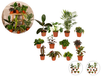 Pflanzen Überraschungsbox  15 – 25 cm | 12 Stück