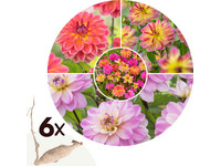 6 Bloembollen | Dahlia 'Pacific' | Mix Set
