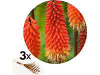 3 Bloembollen | Tritoma (Kniphofia) 'Alcazar'
