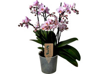 Vlinder Orchidee | Roze | 35-45 cm